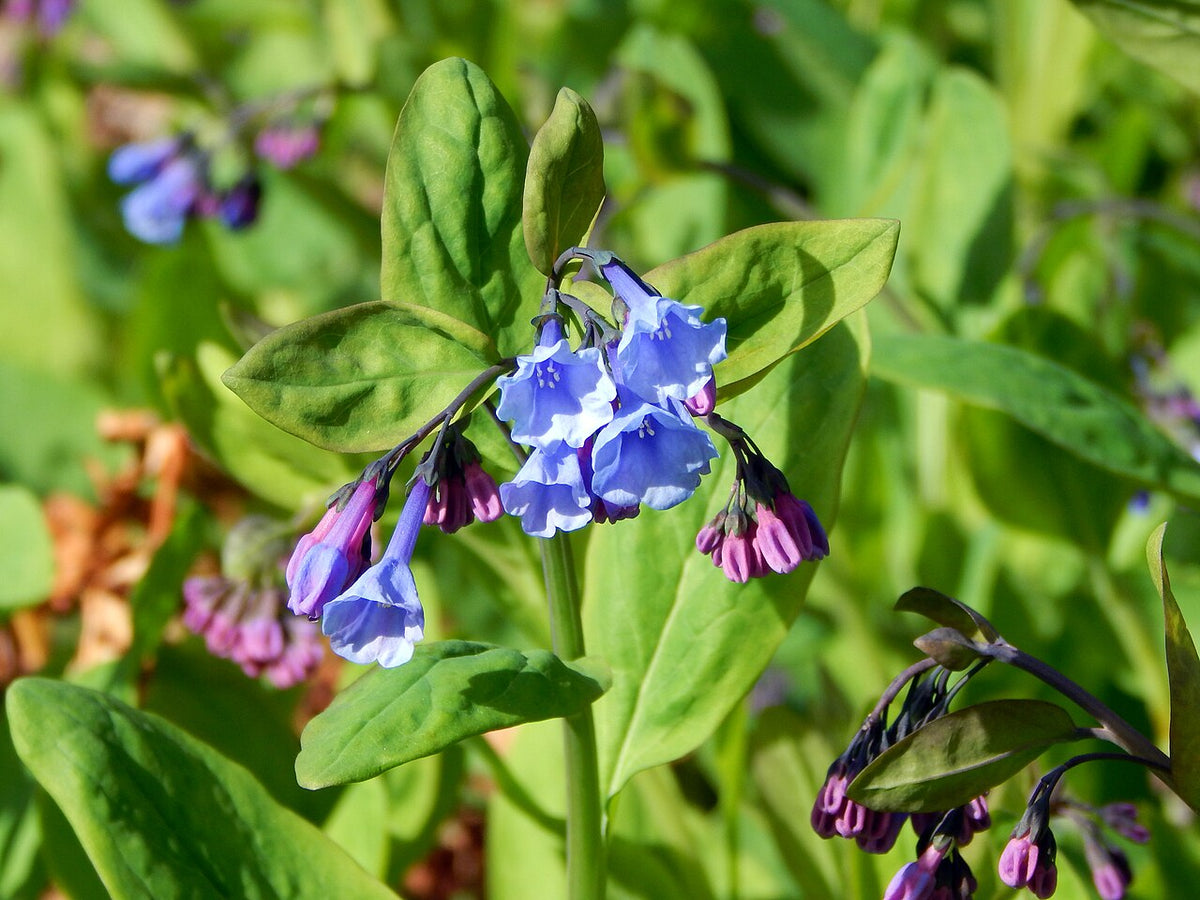 Mertensia virginica Seeds – 30 Non-GMO Virginia Bluebells for Shade Gardens & Woodland Planting – Perennial Wildflower