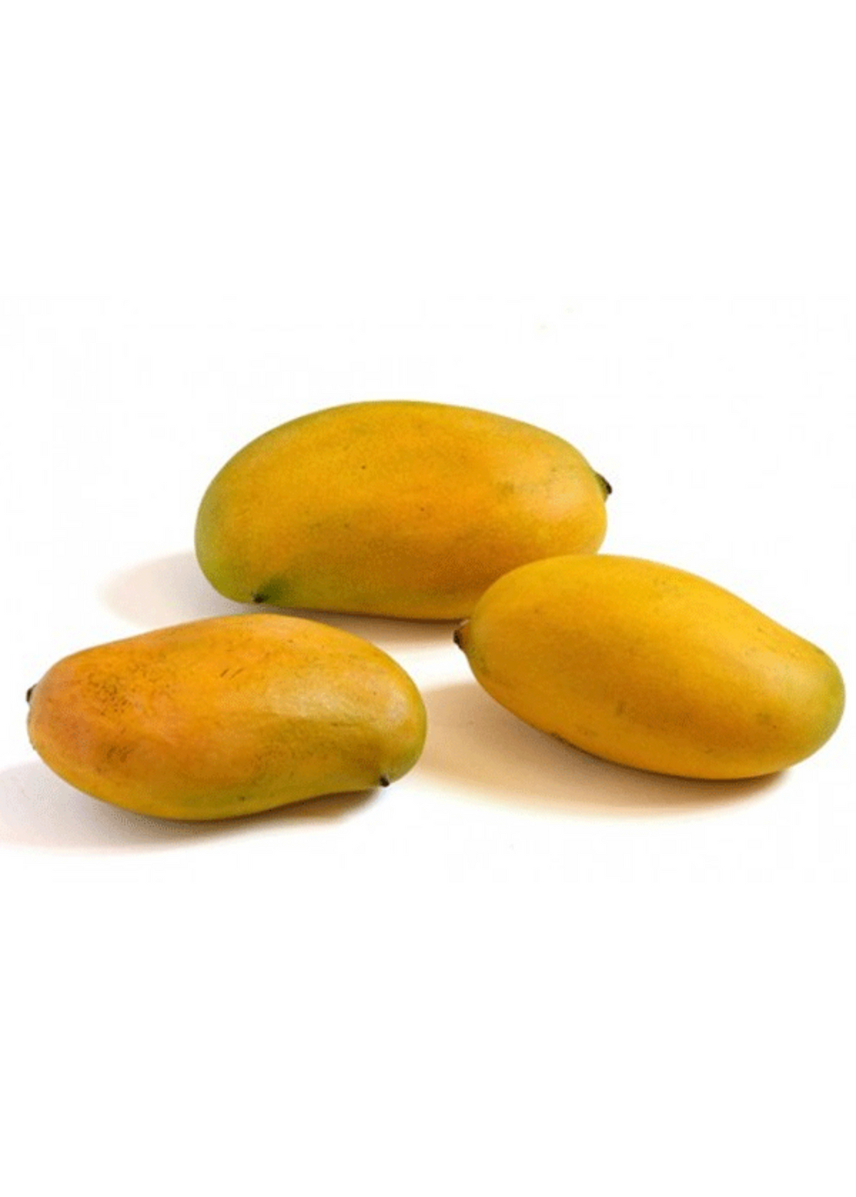 Mango 'Miracle' aka 'Choc-anon' (Mangifera indica)