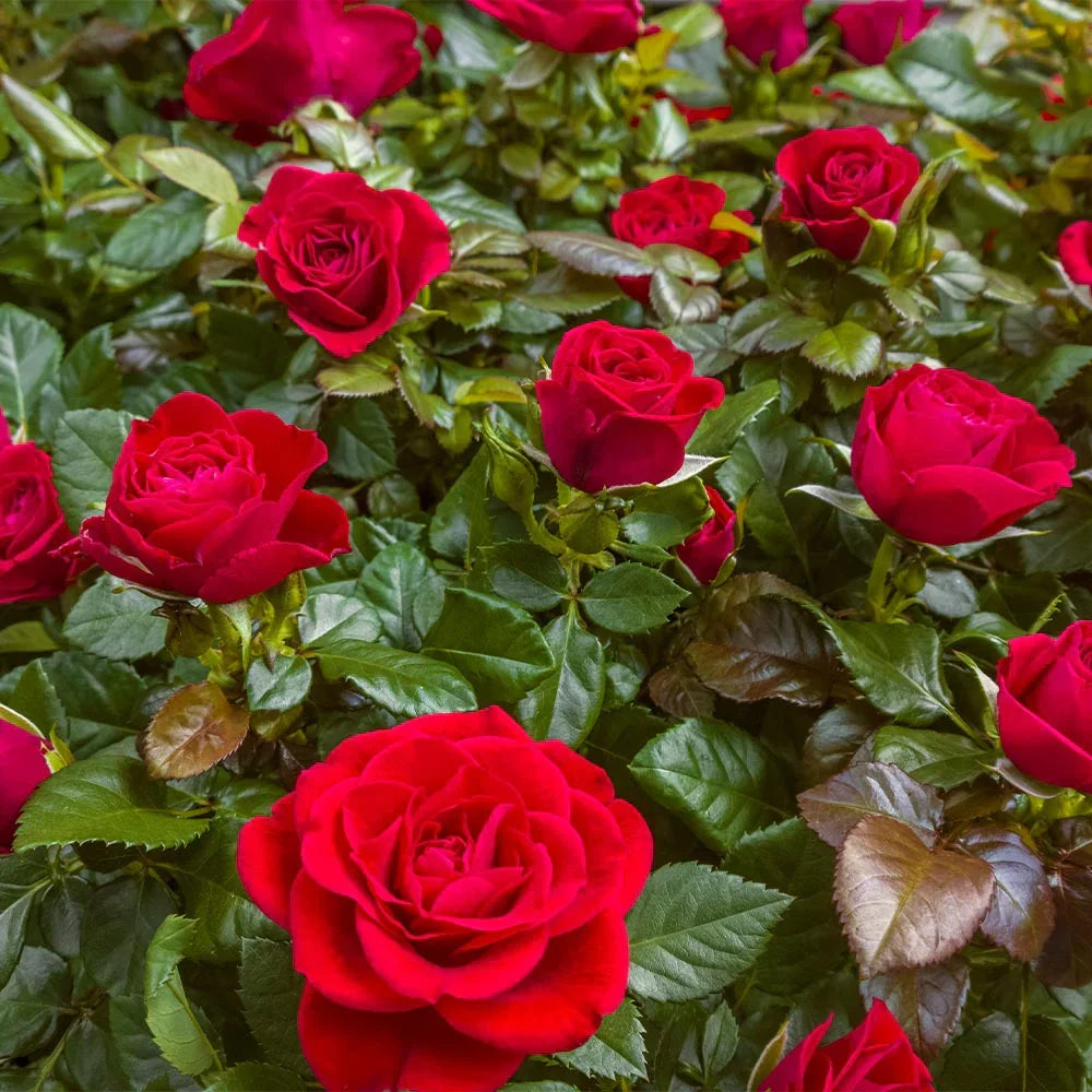 Super Rare 'Mister Lincoln' Rose Cuttings - 3 Unrooted Fragrant Red Hybrid Tea Cuttings (Rosa hybrida) for Propagation