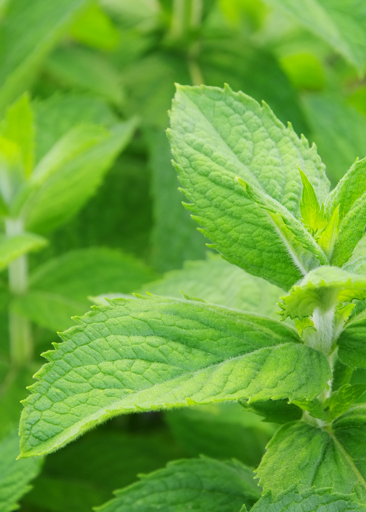 Mojito Mint (Mentha villosa)