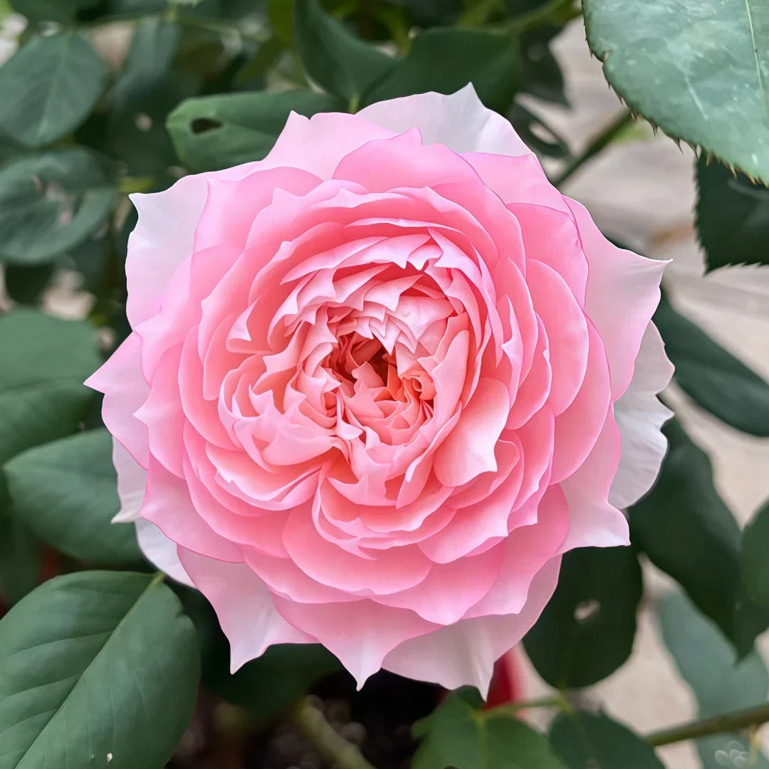 Super Rare Monique Darve Rose Cuttings (3 Unrooted) - Rosa 'Monique Darve' Pink Hybrid Rose for Grafting & Propagation