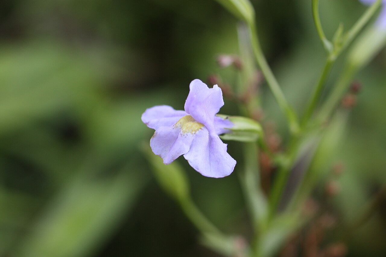 5000 Mimulus ringens Seeds | Monkey Flower | Allegheny Monkeyflower | Square-Stemmed | Native Wetland Plant Seeds
