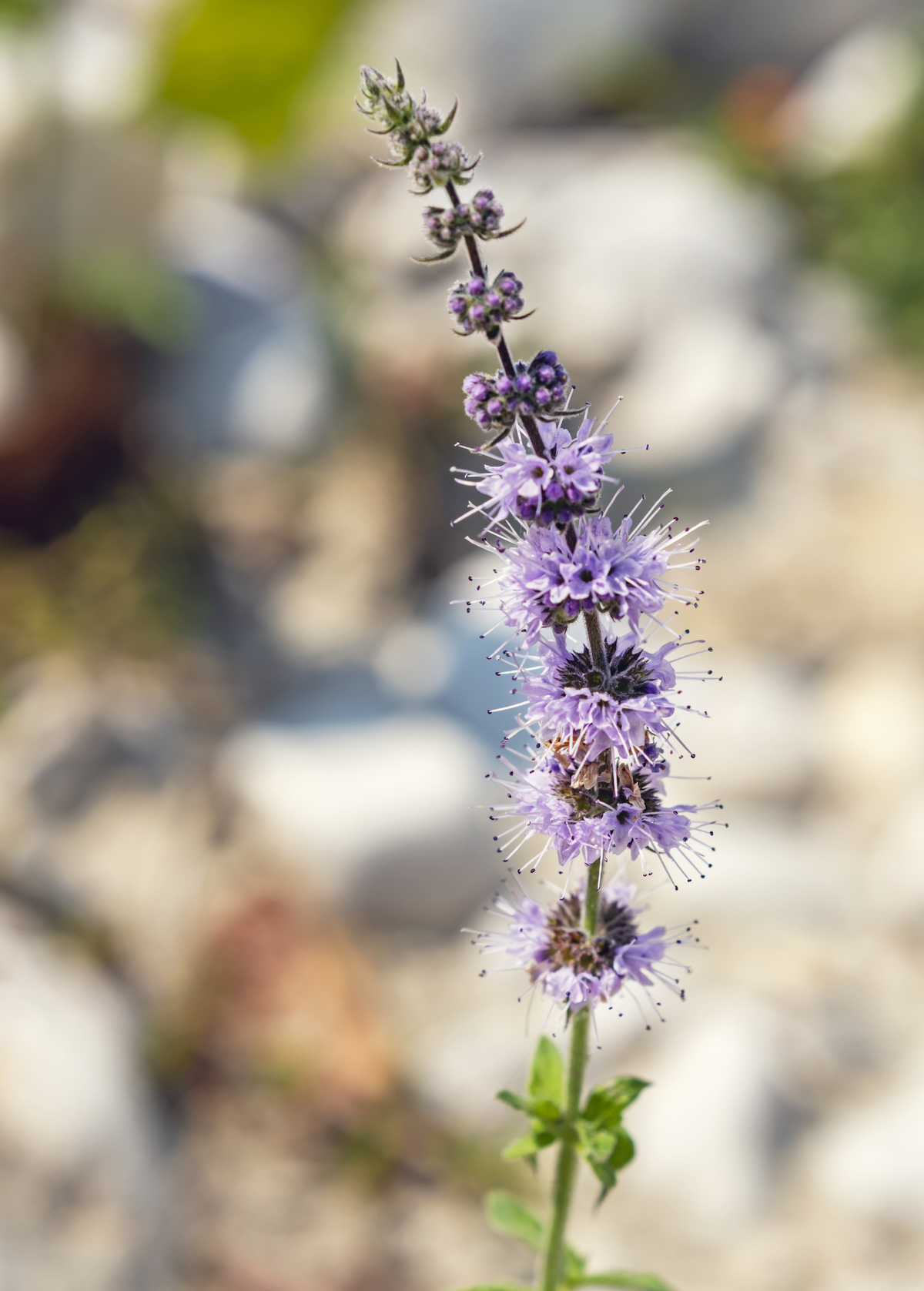 Moroccan Mint (Mentha spicata)
