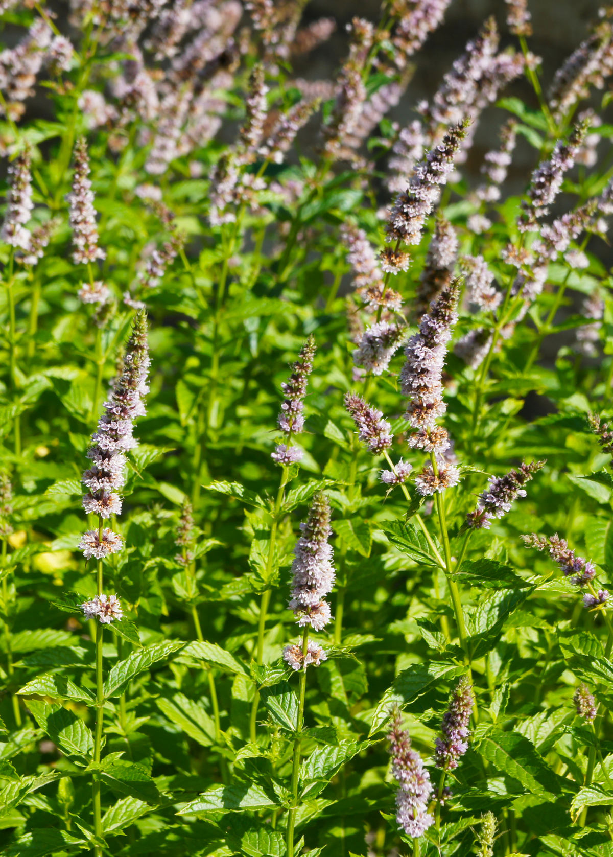 Moroccan Mint (Mentha spicata)