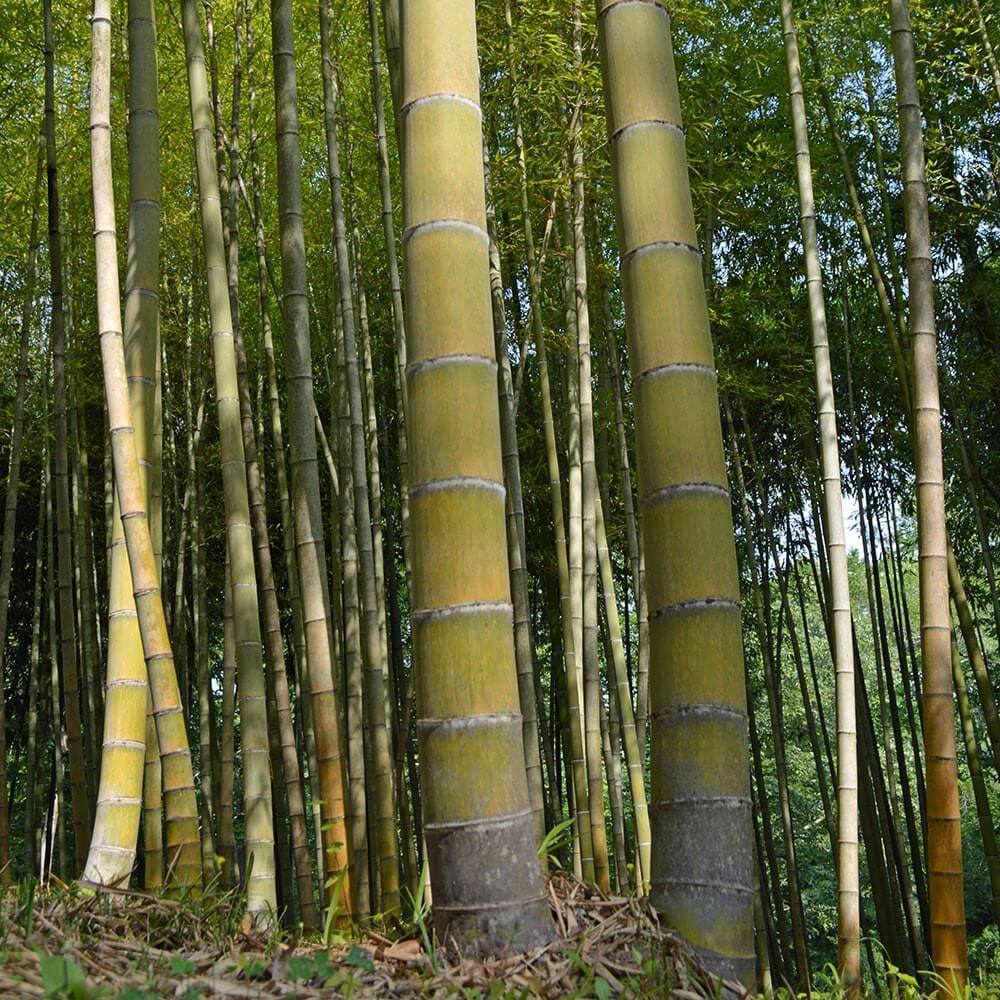Live Bare Root Plants - 2 Moso Bamboo (Phyllostachys edulis) - Fast Growing, Cold Hardy, Ideal for Privacy Screens
