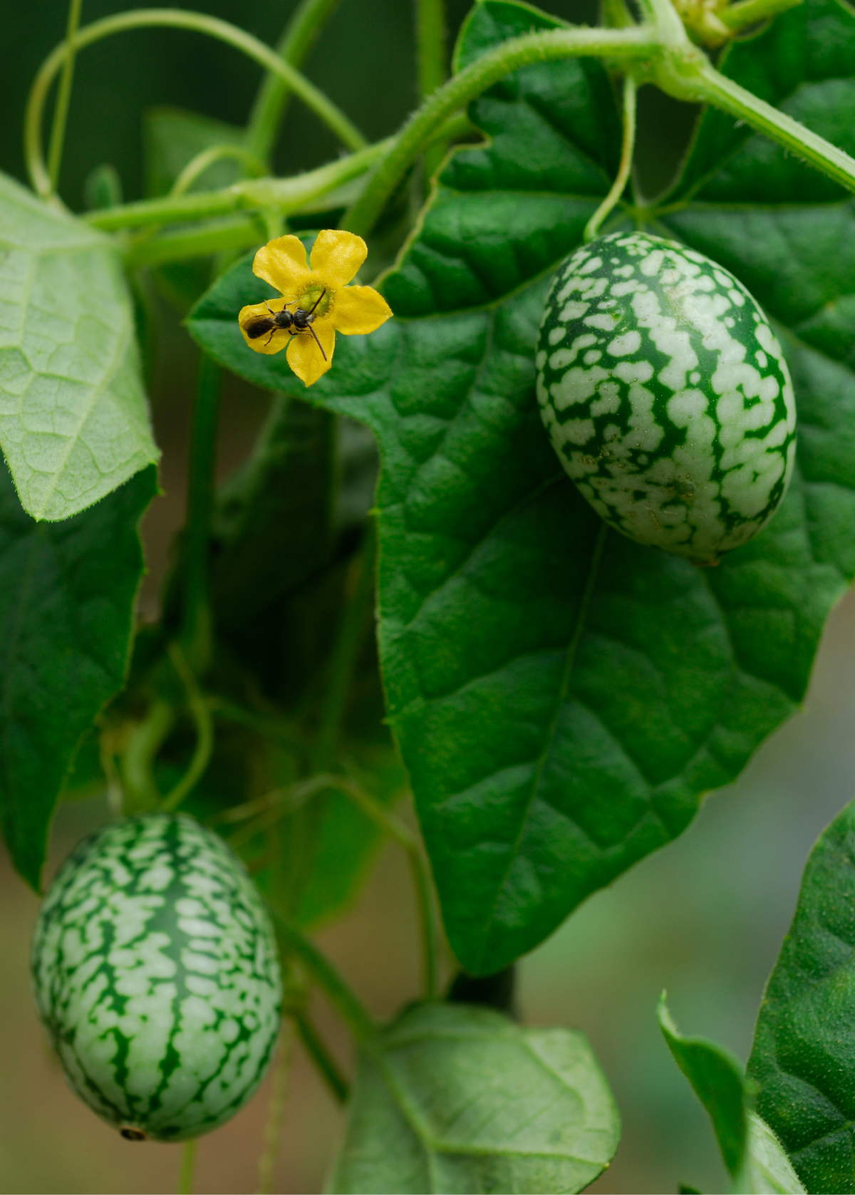 Mouse Melon (Melothria scabra)