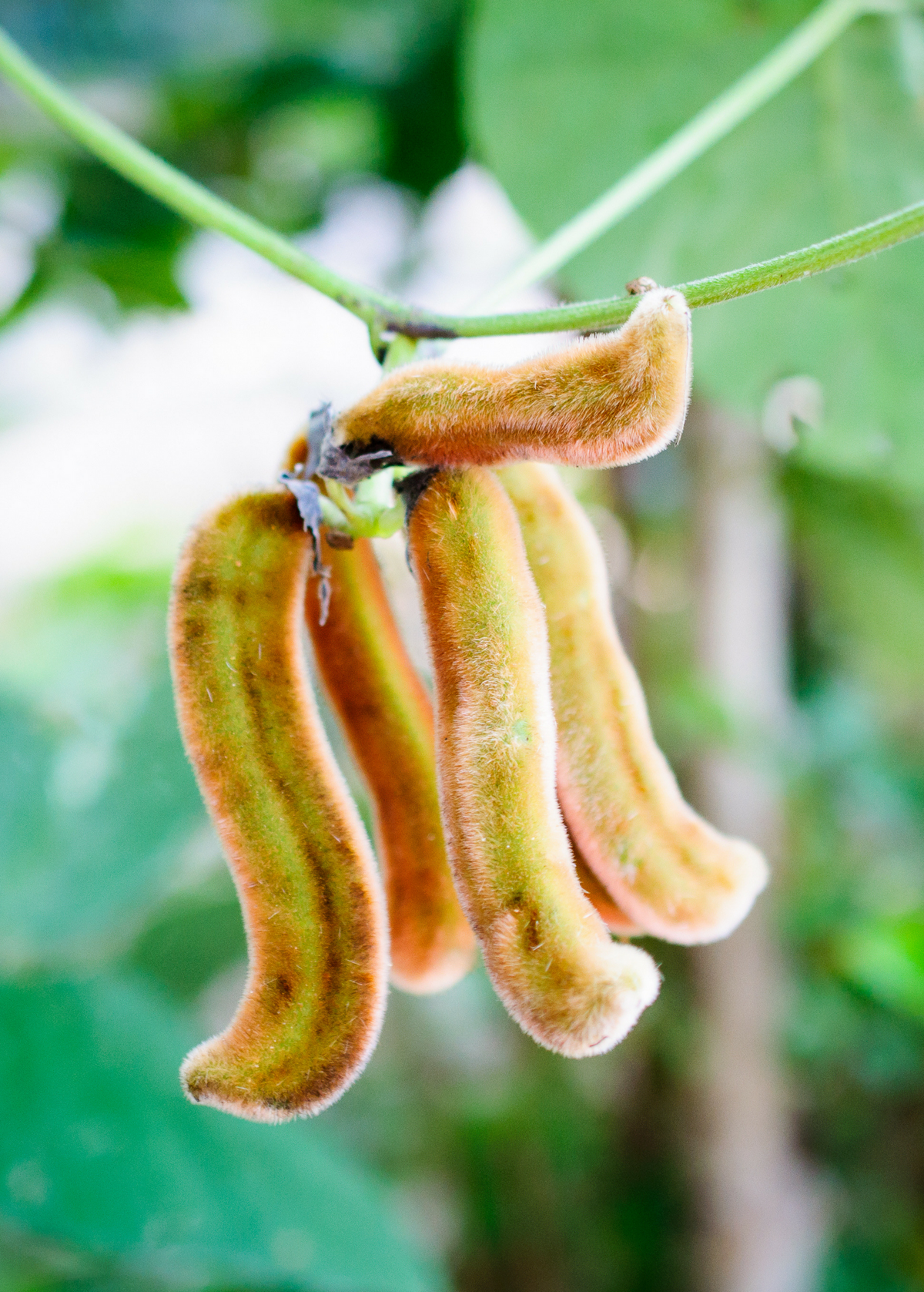 Velvet Bean (Mucuna pruriens)