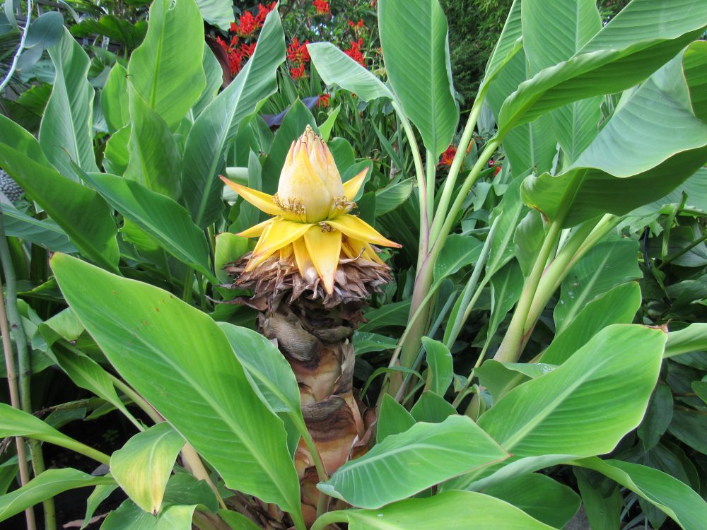Chinese Dwarf Banana Live Plant - Golden Lotus Banana - Musella lasiocarpa - Cold Hardy Ornamental Tropical Accent Plant