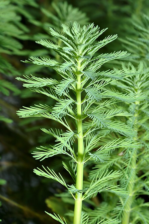 Live Bareroot Parrot's Feather Plant | Myriophyllum aquaticum | Floating Oxygenating Aquatic Pond Plant