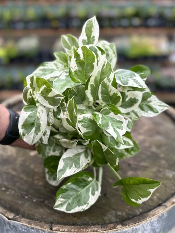 3 N'Joy Pothos Cuttings – Unrooted Variegated Vines – Epipremnum aureum – Indoor Houseplant for Easy Propagation & Air Purification