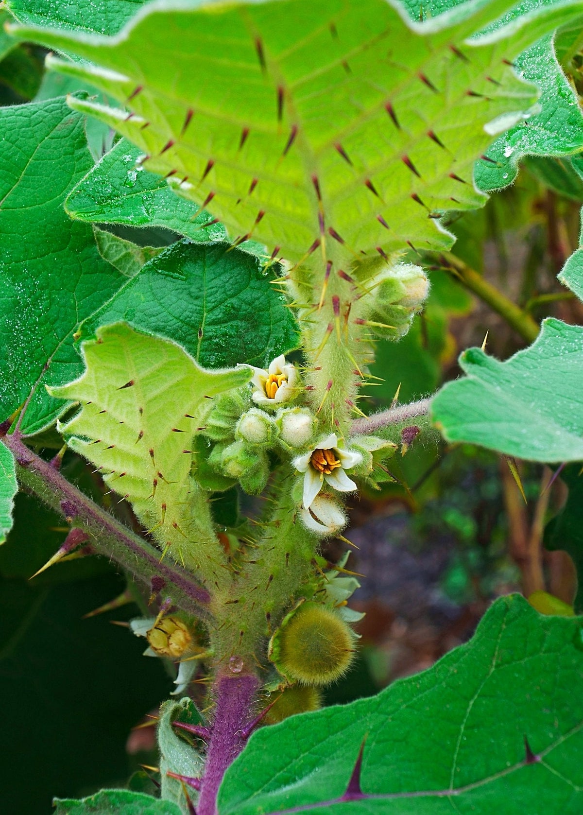 Lulo, Naranjilla (Solanum quitoense)
