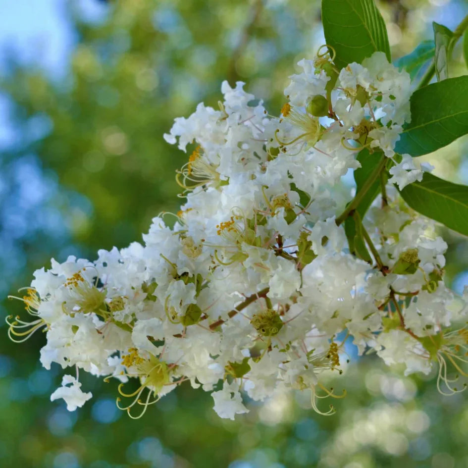 5 White Crape Myrtle Cuttings | Rare Flowering Tree | Fresh Unrooted Starts | Lagerstroemia indica | Organic Non-GMO