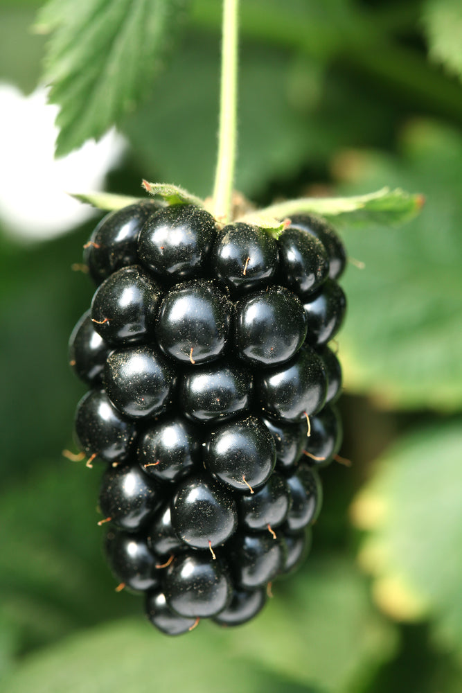 Navaho Thornless Blackberry Plant | 1 Starter Plant | Pesticide-Free, Non-GMO | Sweet Fruit, Compact Growth | Rubus fruticosus