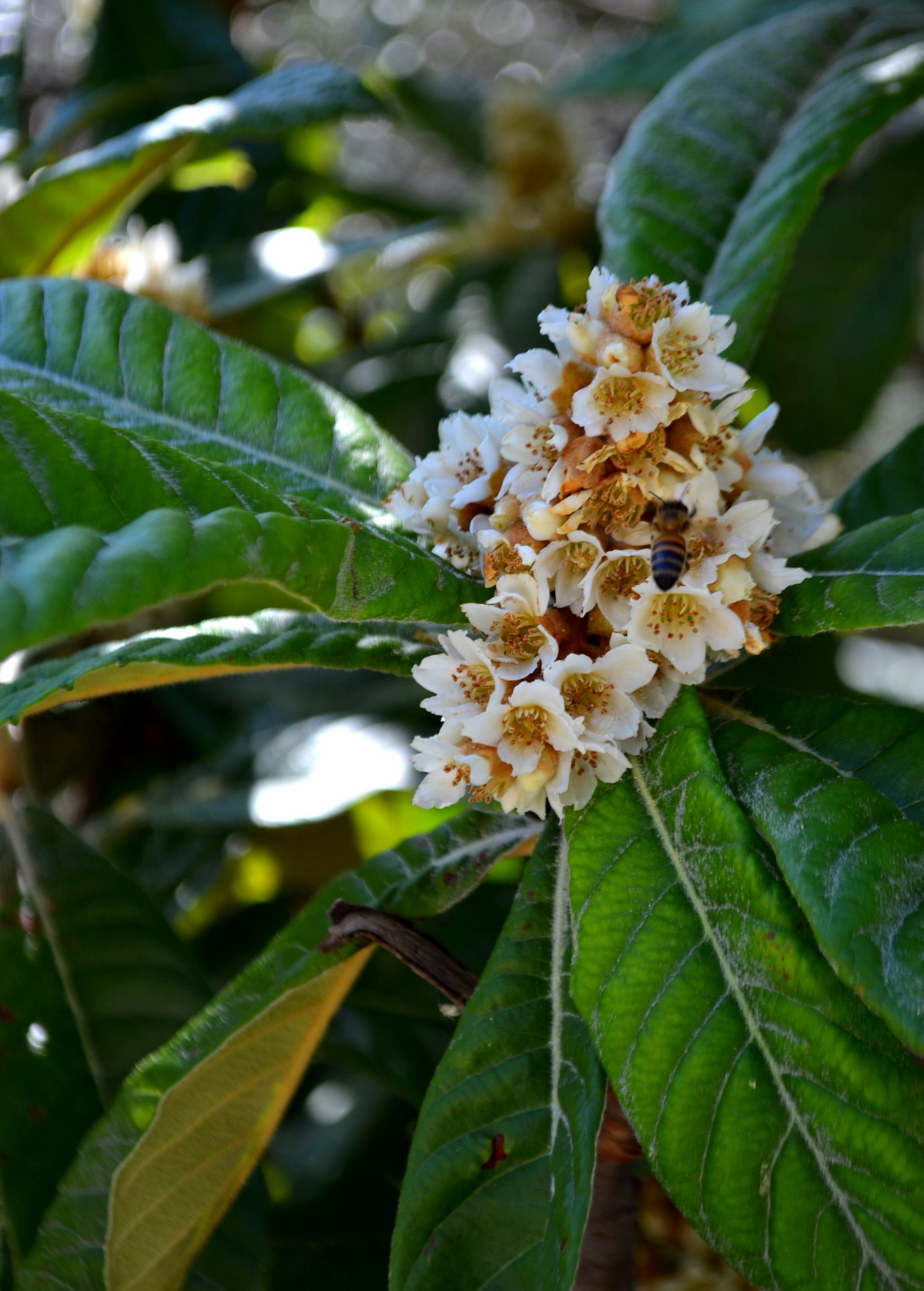 Loquat 'Italy' (Eriobotrya japonica)