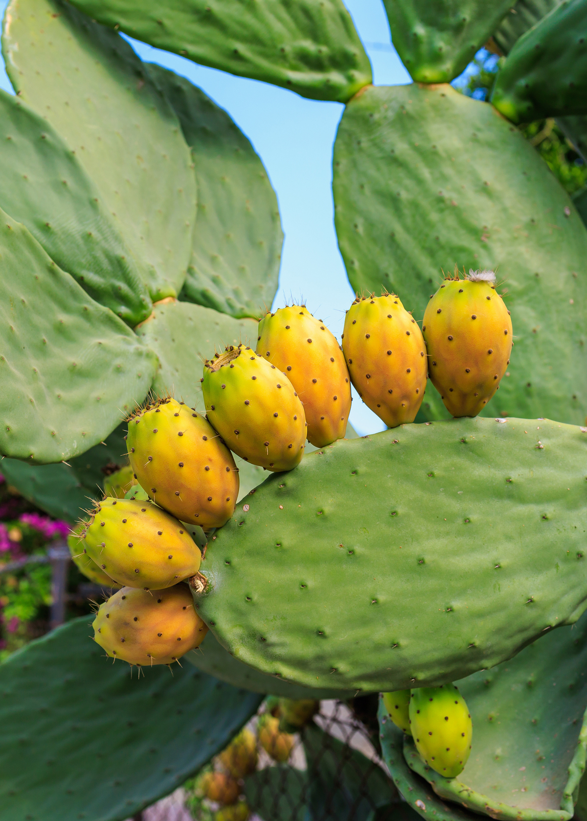 Nopales Cactus (Opuntia matudae)