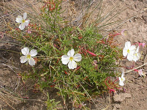 Oenothera pallida Seeds - 100 Non-GMO Pale Evening Primrose Wildflower, Easy-to-Grow Native Plant for Pollinators