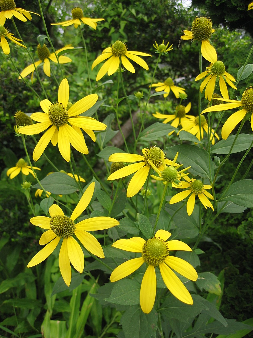Cutleaf Coneflower Seeds, 50 Count, Rudbeckia laciniata ampla, Native Wildflower, Pollinator-Friendly Garden Plant
