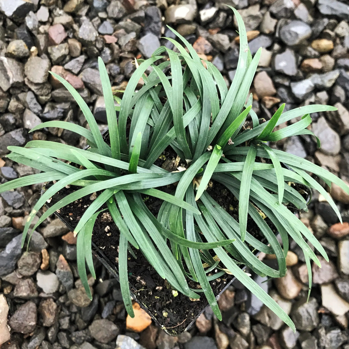 Mondo Grass Bare Root Plants - Set of 15 Evergreen Perennial Ground Cover - Low-Maintenance Drought-Tolerant (Ophiopogon japonicus)