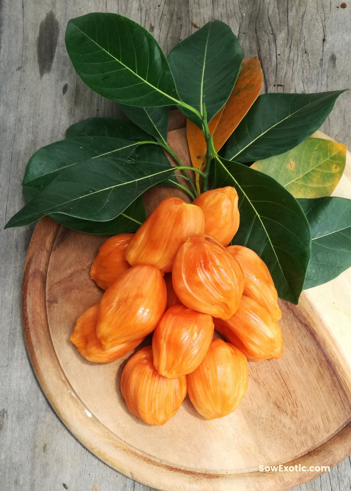 Jackfruit ‘Orange Crush’ (Artocarpus heterophyllus)