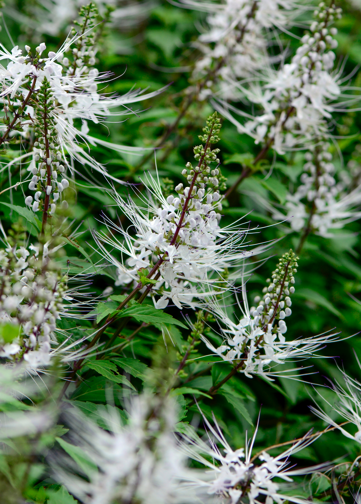 Java Tea (Orthosiphon stamineus)