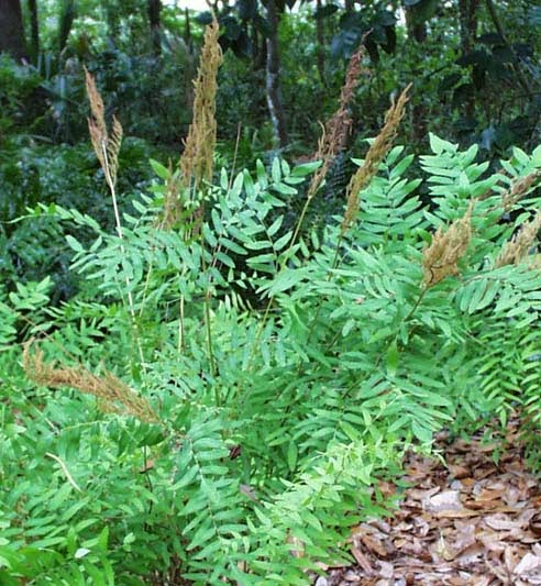 Live Royal Fern Plant 3.5" Pot - Osmunda regalis - Native Perennial Fern for Shade & Moist Gardens - Deer Resistant, Low Maintenance