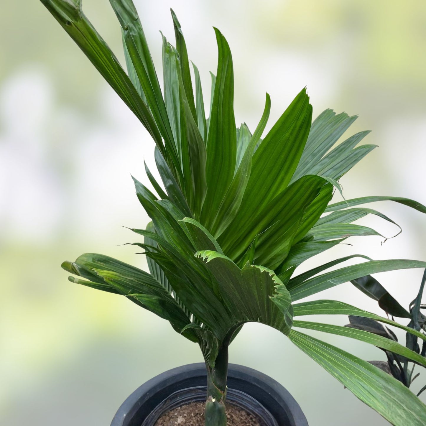 Talipot Palm 3 Gallon Pot - Rare Fully Rooted Tropical Plant - Corypha Umbraculifera