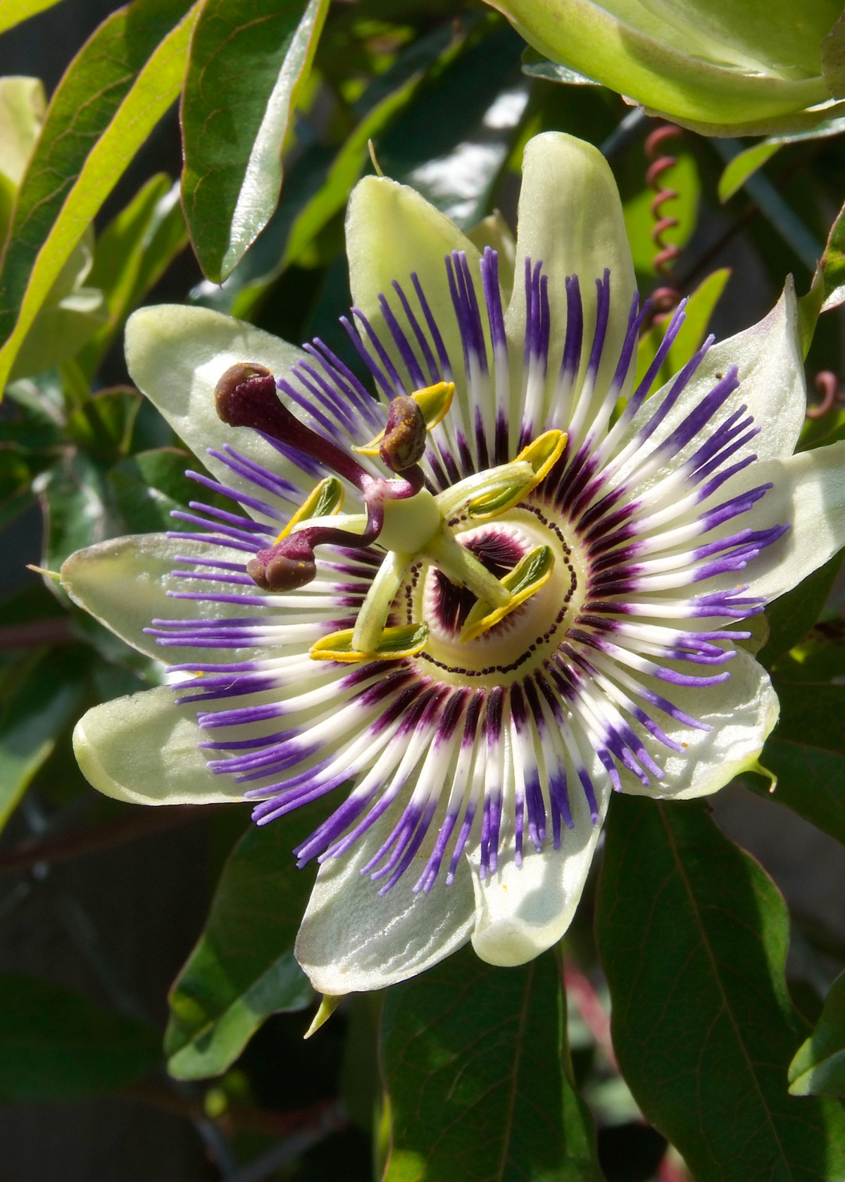 Passion Fruit Vine ‘Sweet Yellow Sunrise’ (Passiflora edulis var. flavicarpa)