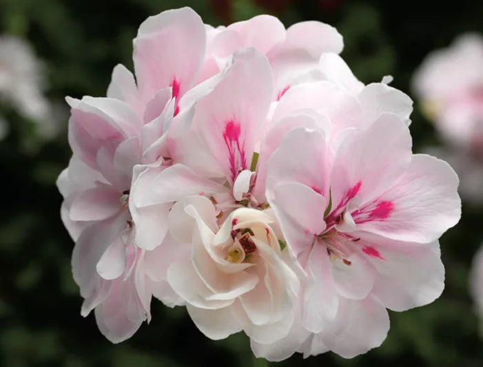 Ivy Geranium Cuttings 2-Pack White & Pink Trailing Pelargonium peltatum Unrooted for Hanging Baskets & Containers