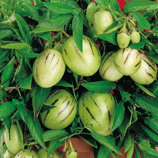 6 Unrooted Cuttings of Kendall's Gold Pepino Melon, Rare Golden Variety, Solanum Muricatum, Sweet Cucumber Plant