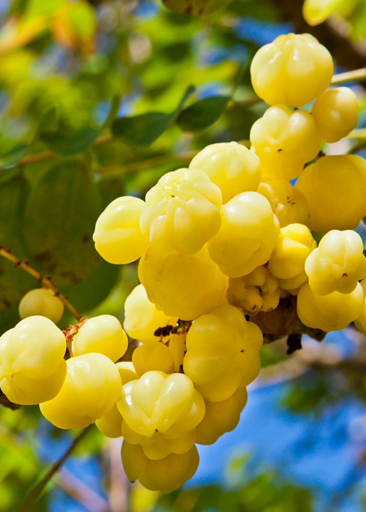 Otaheite Gooseberry (Phyllanthus acidus)