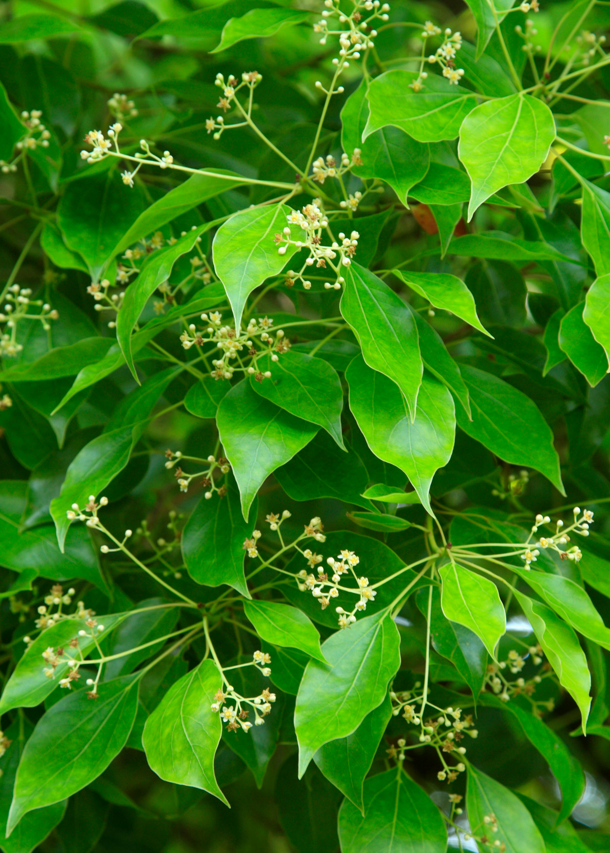 Camphor (Cinnamomum camphora)