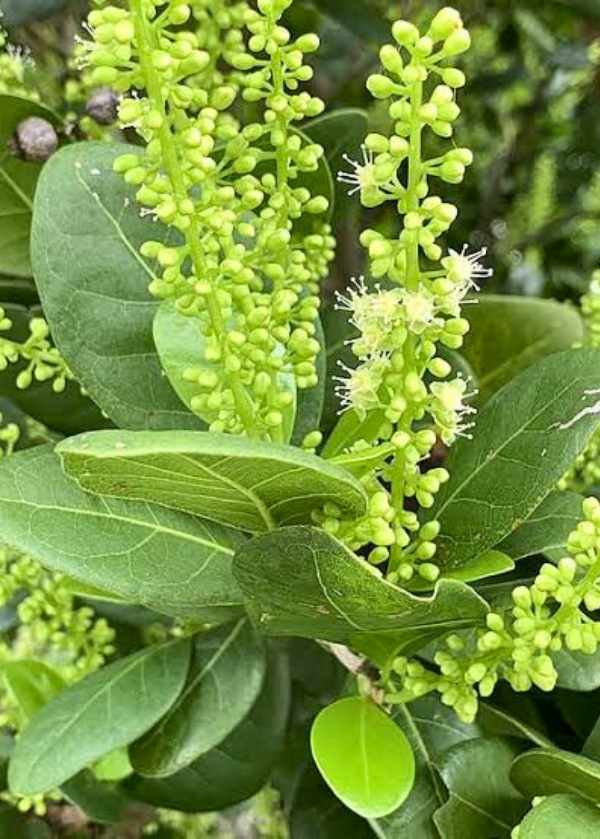 Pigeon Plum (Coccoloba diversifolia)