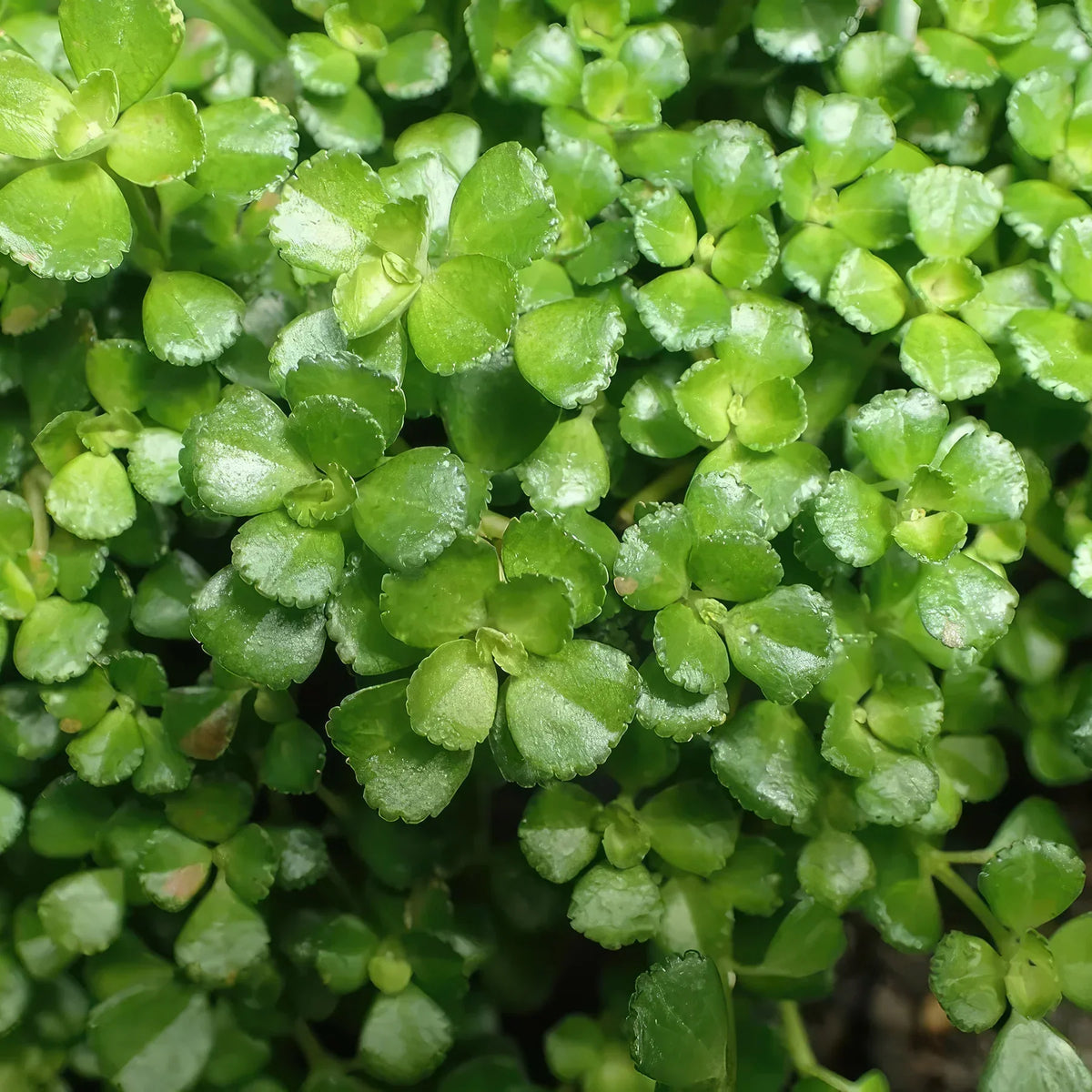 Pilea Tiny Tears Starter Plant - Rooted Bareroot Indoor Ground Cover - Easy Care Mini Houseplant - Pilea involucrata