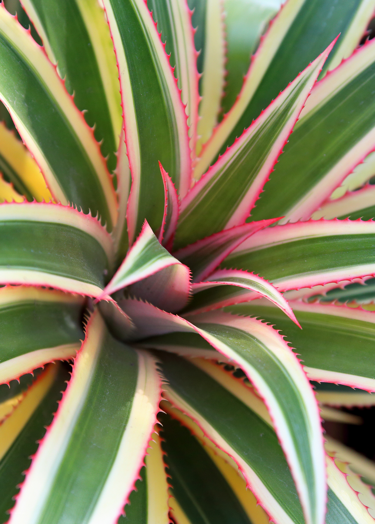 Pineapple 'Juicy', Variegated (Ananas comosus)