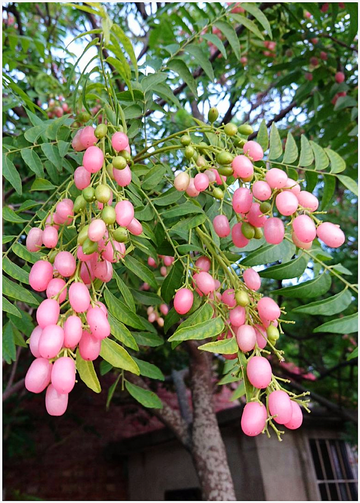 Pink Wampee (Clausena excavata)