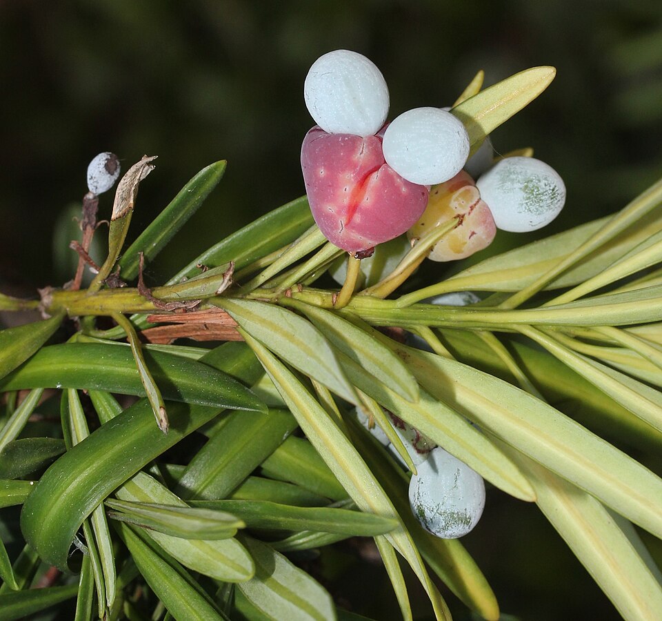 Bare Root Yew Plant - Podocarpus Macrophyllus - Buddhist Pine - Evergreen Hedge, Screen, Landscape Shrub