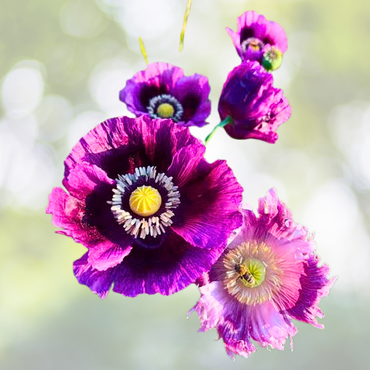 Poppy Seeds 1000 Non-GMO Mixed Colors Red White Pink Papaver somniferum Huge Pods