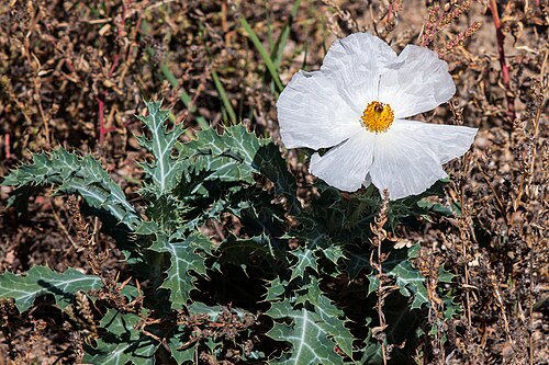 Prickly Poppy Seeds – 15 Non-GMO Drought-Tolerant Argemone polyanthemos for Sunny Native Gardens