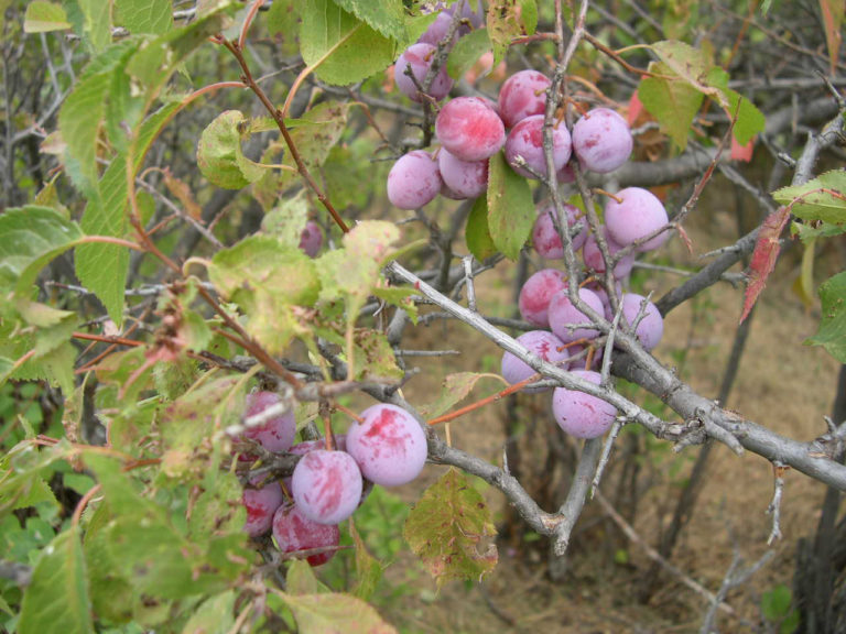 Wild Plum Cuttings (Set of 12) - Prunus Americana - Hardy Edible Fruit Tree - Easy to Root for Gardens & Pollinator Habitats