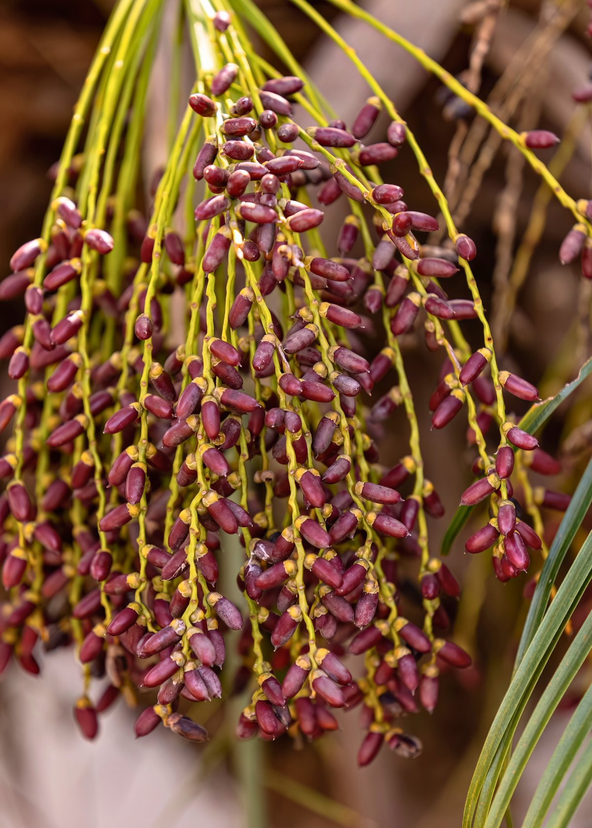 Pygmy Date Palm (Phoenix roebelenii)