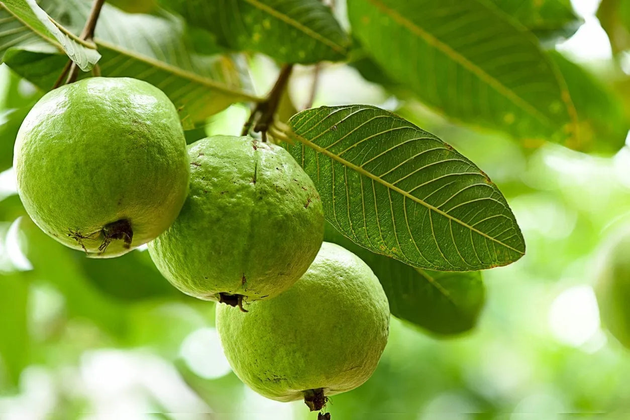 3 Guava Tree Cuttings | Psidium guajava | 4–5" Unrooted Wood for Grafting or Rooting | Tropical Fruit Tree Starter | Easy Propagation