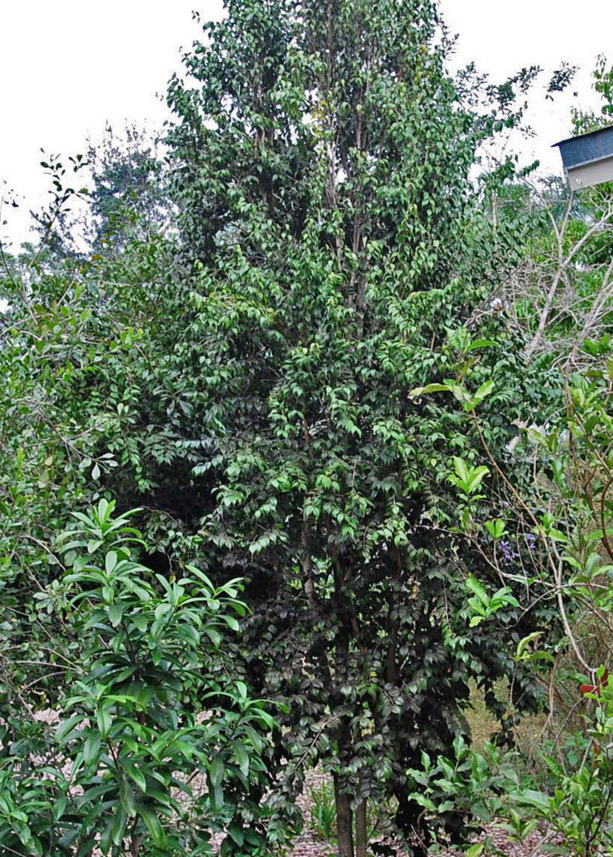 Red Berry Stopper (Eugenia confusa)