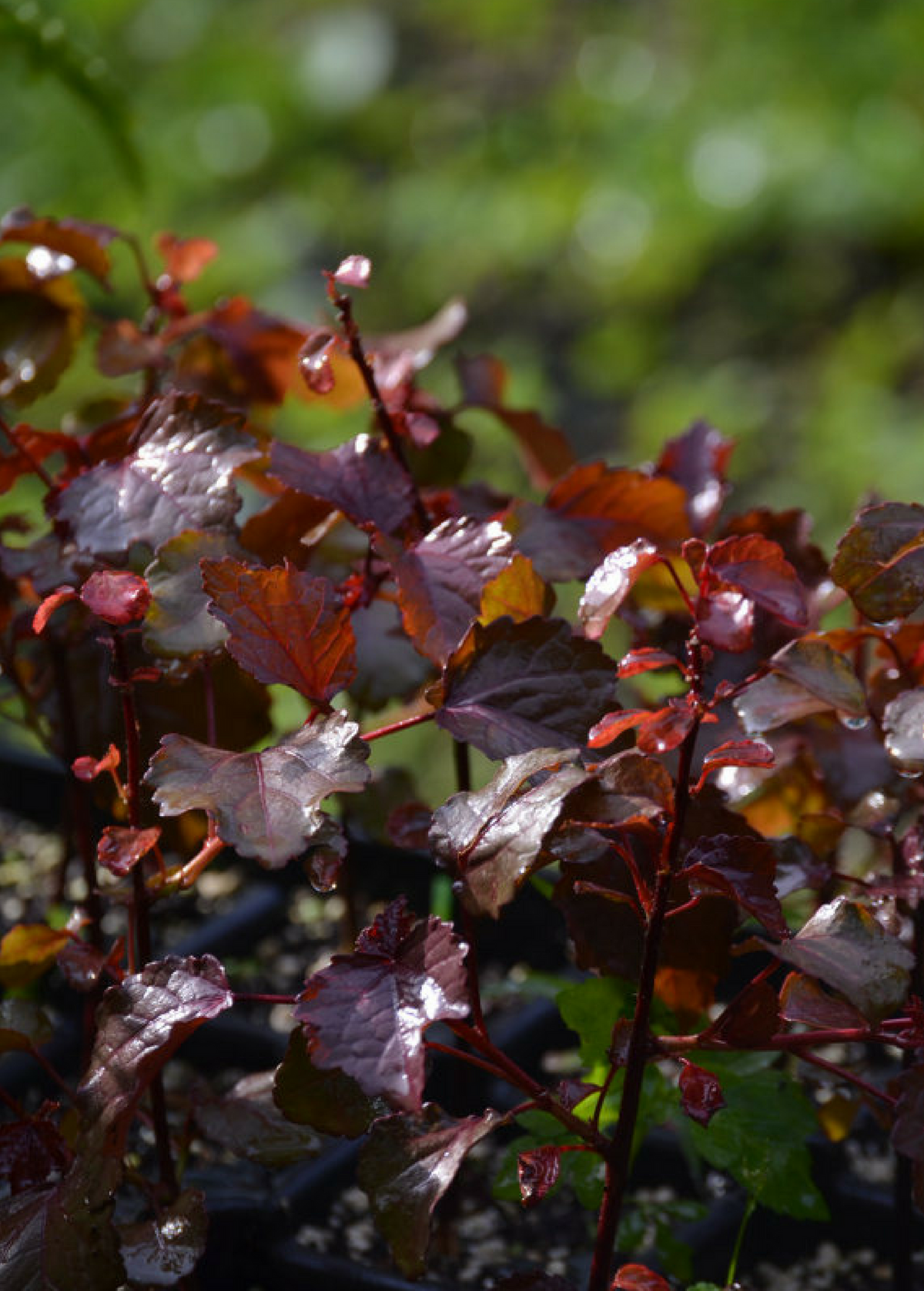 Red Leaf Cranberry Hibiscus (Hibiscus acetosella)