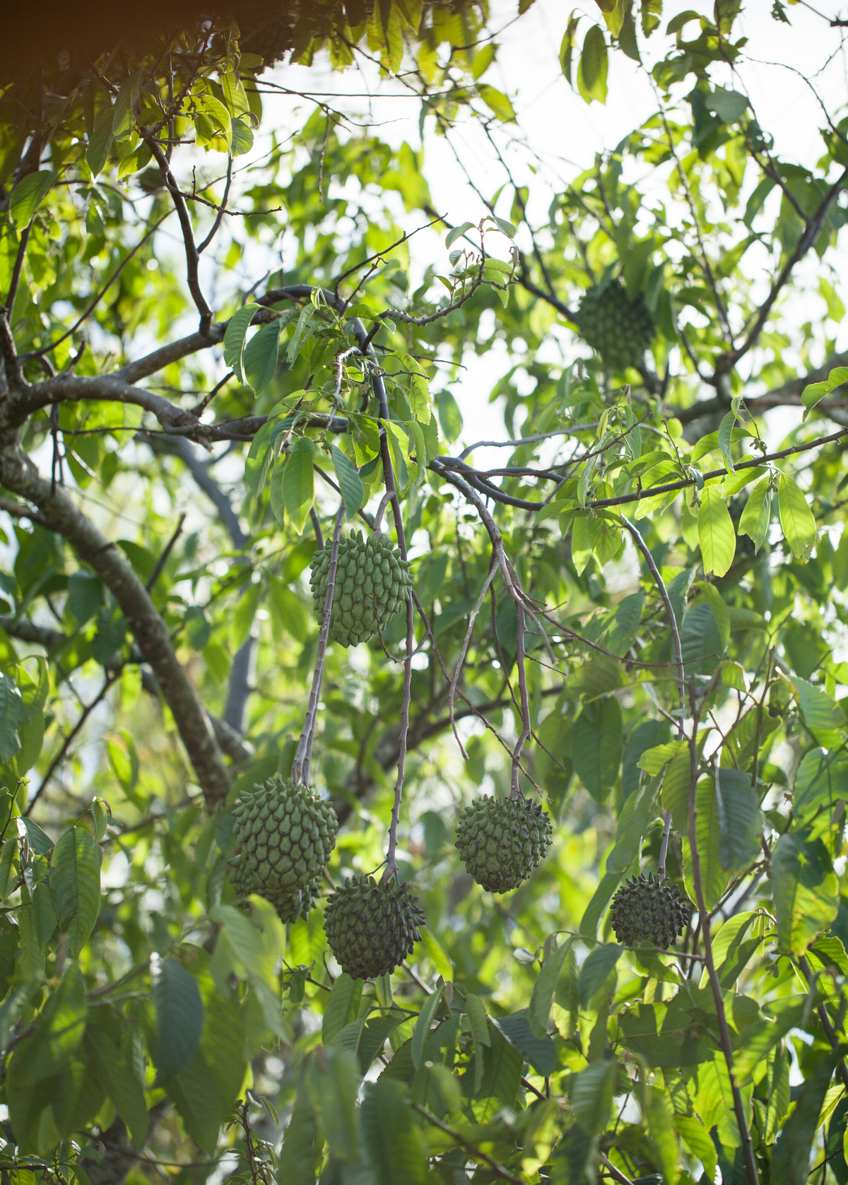 Rollinia Seedling (Rollinia deliciosa)