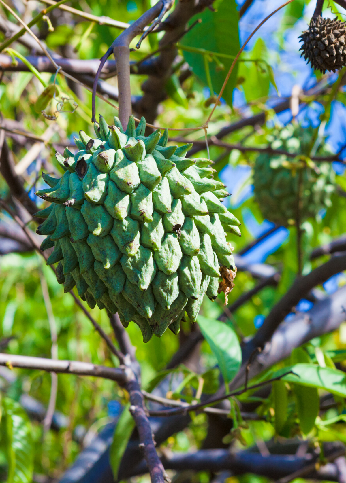 Rollinia (Rollinia deliciosa)