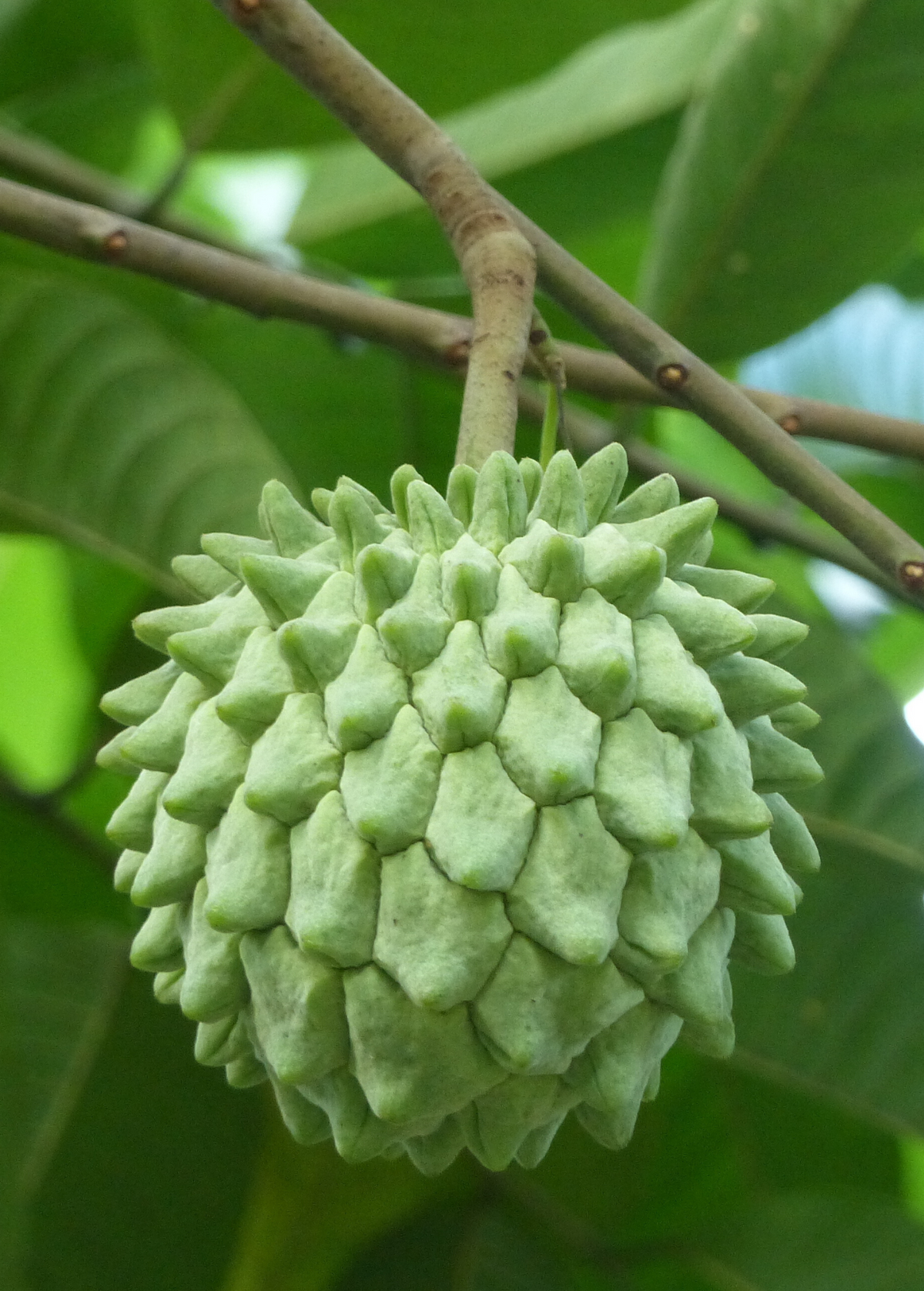 Rollinia (Rollinia deliciosa)