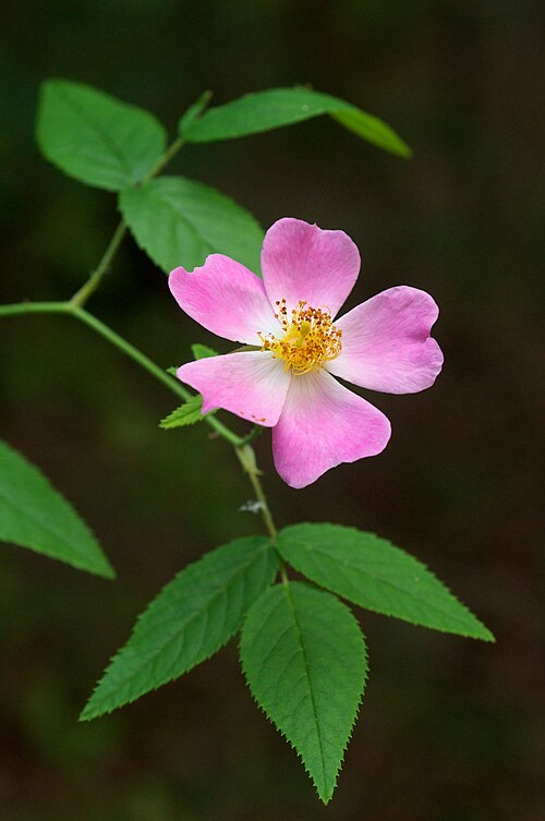 Rosa setigera Seeds - 30 Non-GMO Illinois Rose Perennial Wildflower Seeds for Pollinator Gardens - Native Plant
