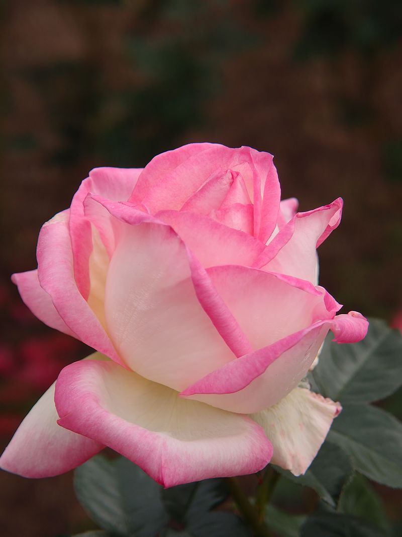 Grace de Monaco Rose Bush | Bare Root Starter Plant | Blush-Pink Hybrid Tea Rose | Rosa 'Grace de Monaco'