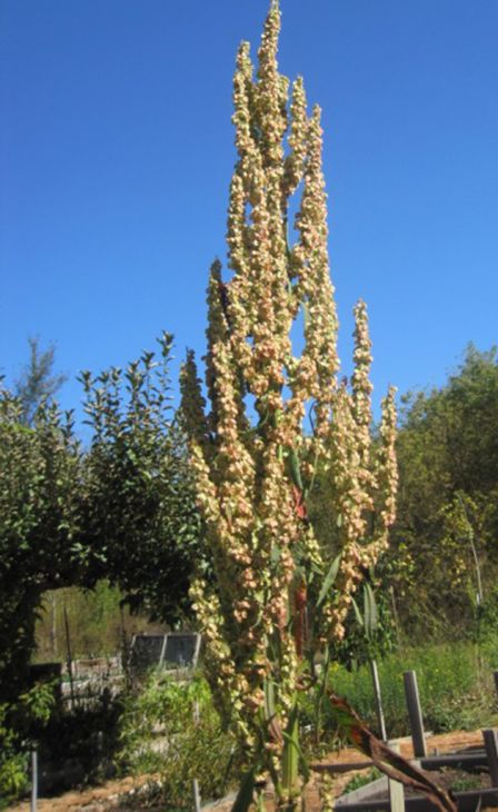 Great Water Dock Seeds - 100 Seeds | Rumex orbiculatus | Native Perennial for Wetlands & Rain Gardens