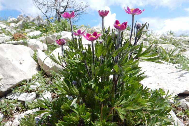 Anemone multifida Seeds - 100 Non-GMO Windflower Perennial Seeds for Pollinator-Friendly Gardens & Meadows
